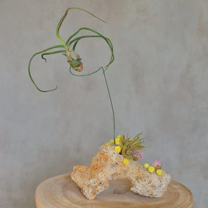 Tillandsia caput-medusae