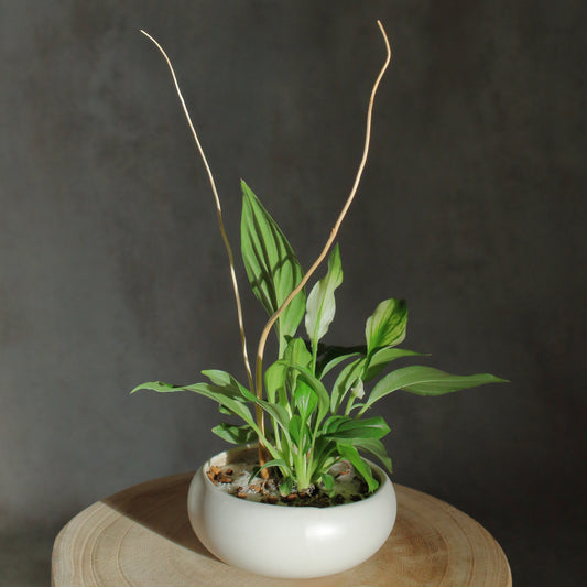 Spathiphyllum wallisii