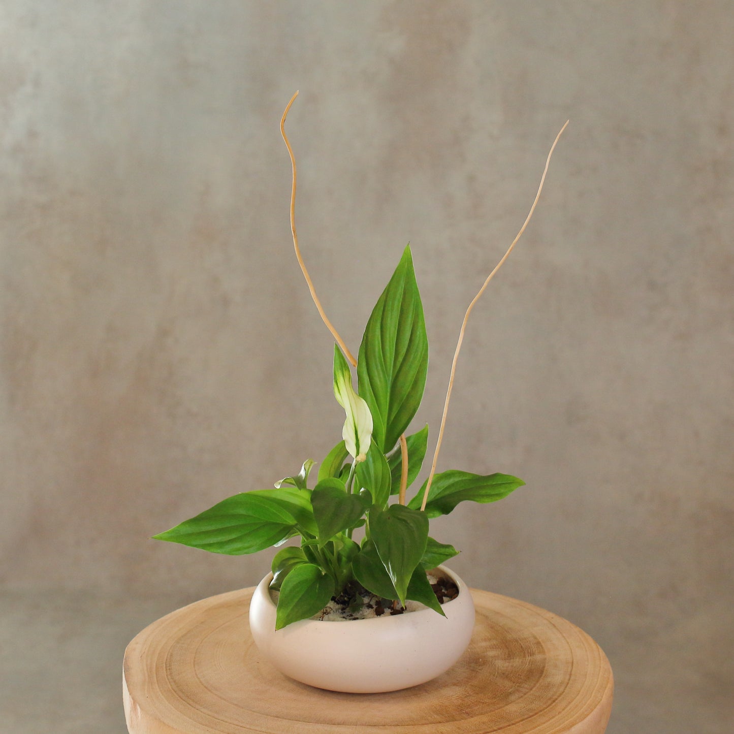 Spathiphyllum wallisii