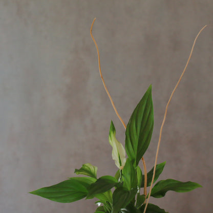 Spathiphyllum wallisii