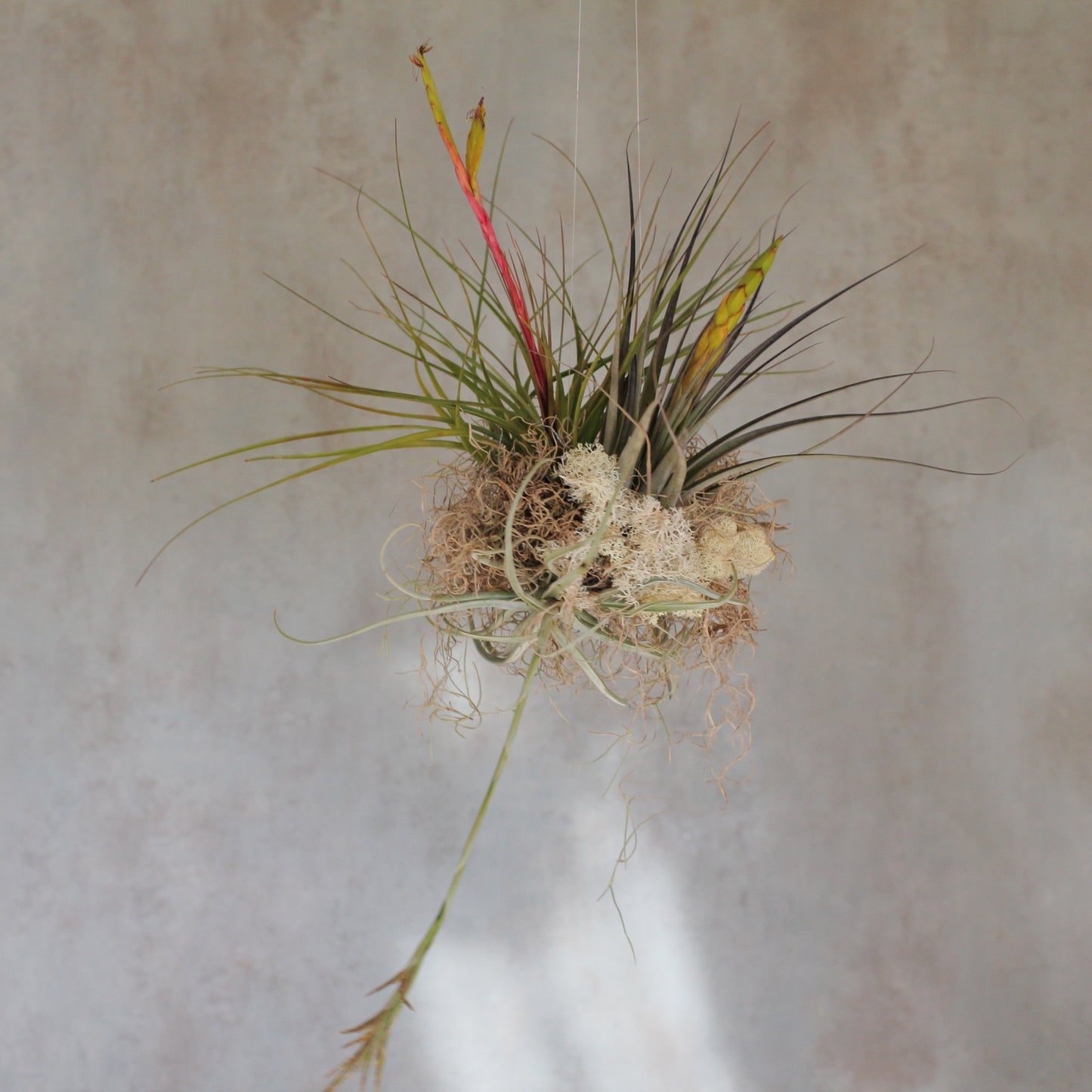 Tillandsias Cloud