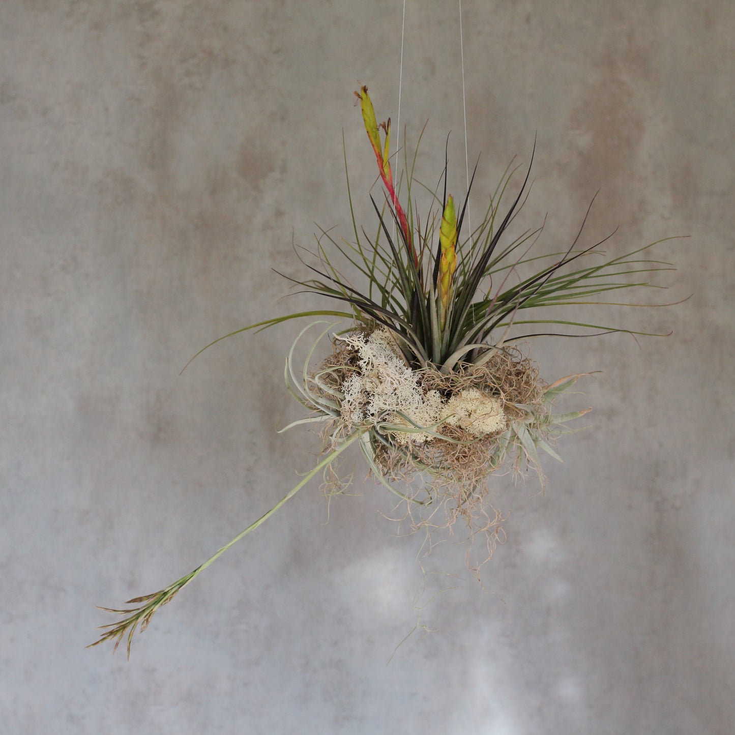 Tillandsias Cloud