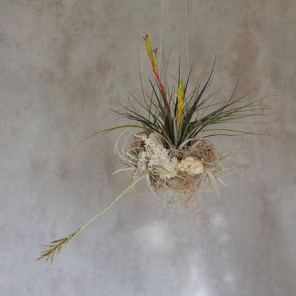 Nuvem de Tillandsias