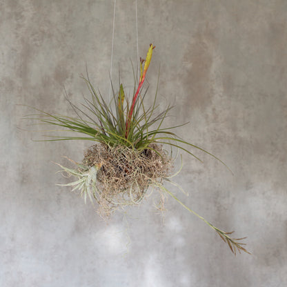 Nuvem de Tillandsias