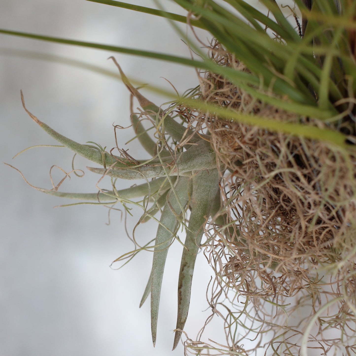 Tillandsias Cloud