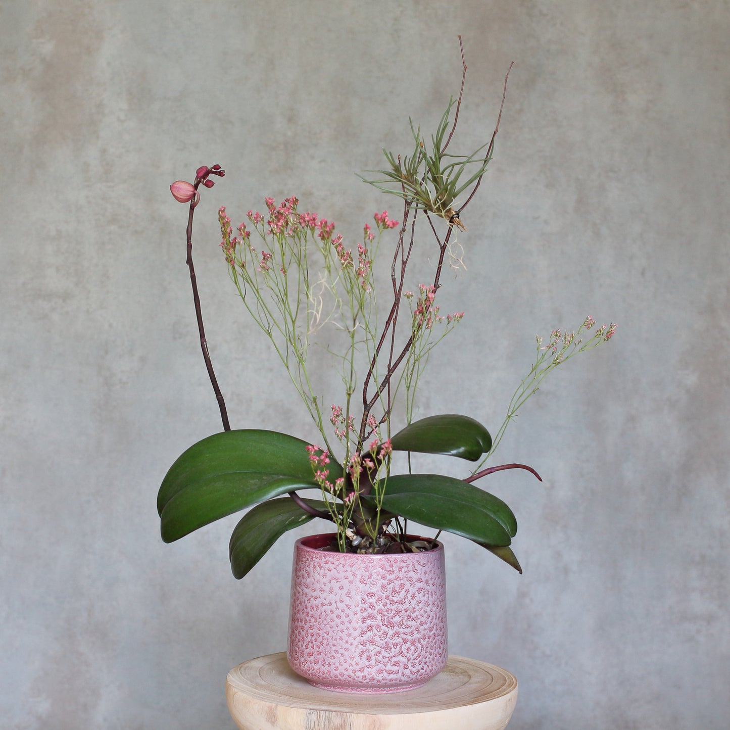 Phalaenopsis e Tillandsia Argentea