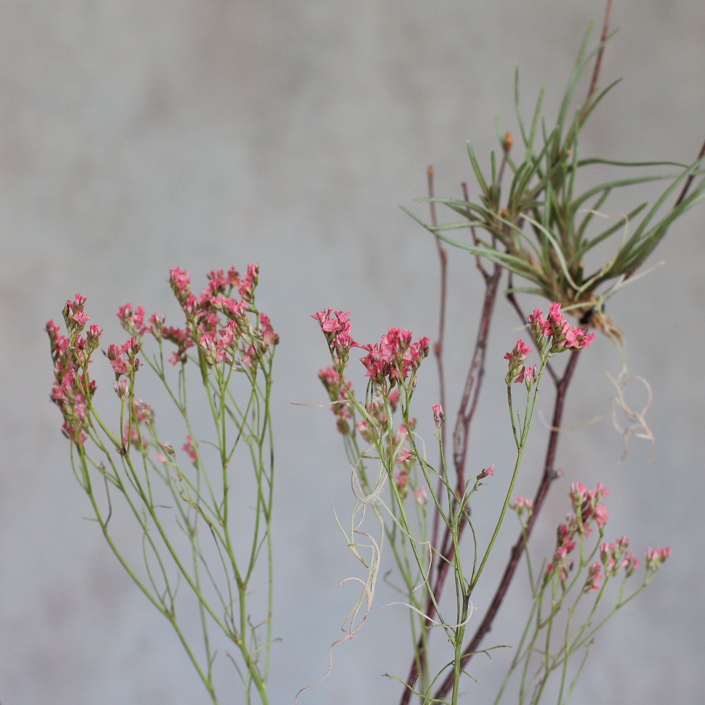 Phalaenopsis and Tillandsia Argentea