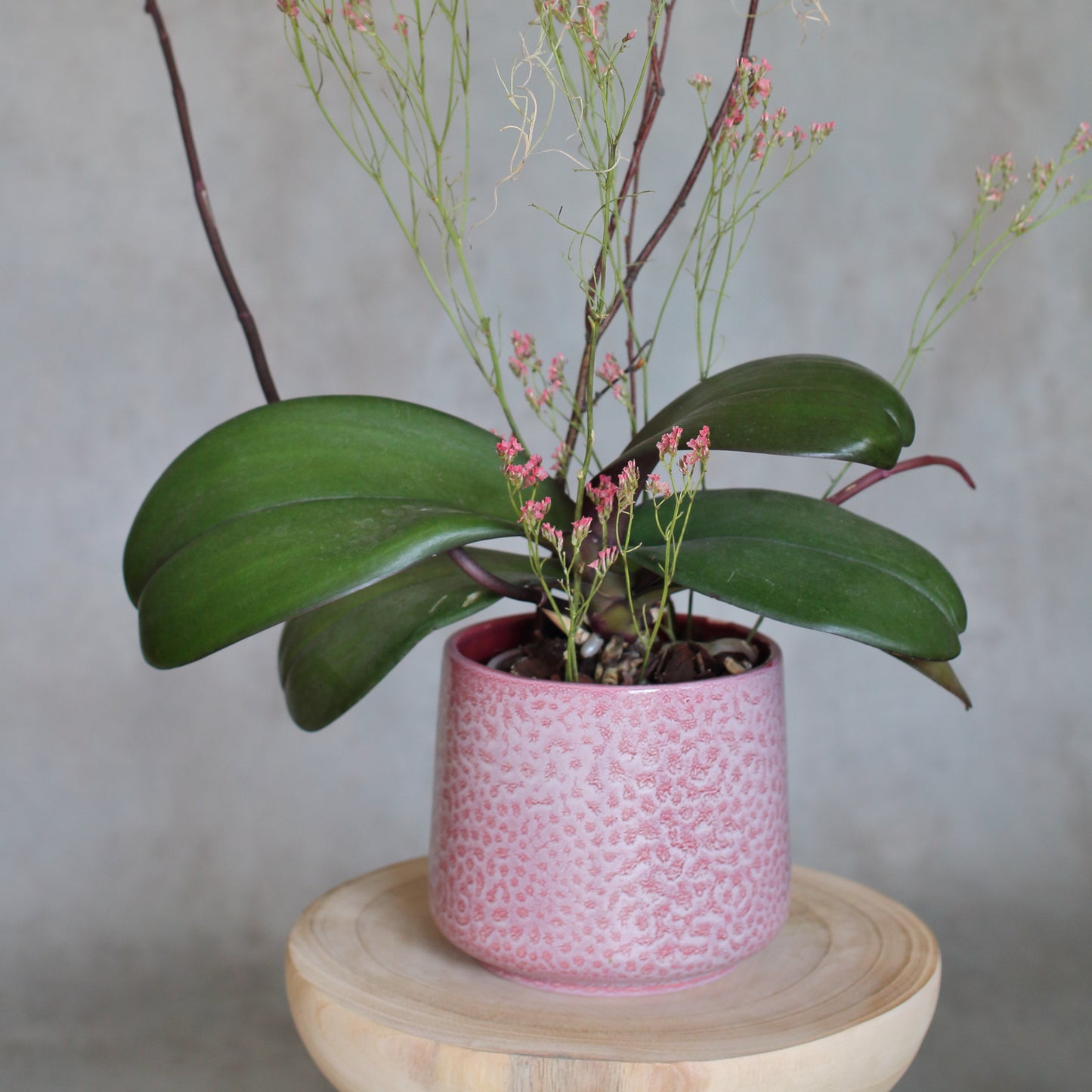 Phalaenopsis and Tillandsia Argentea