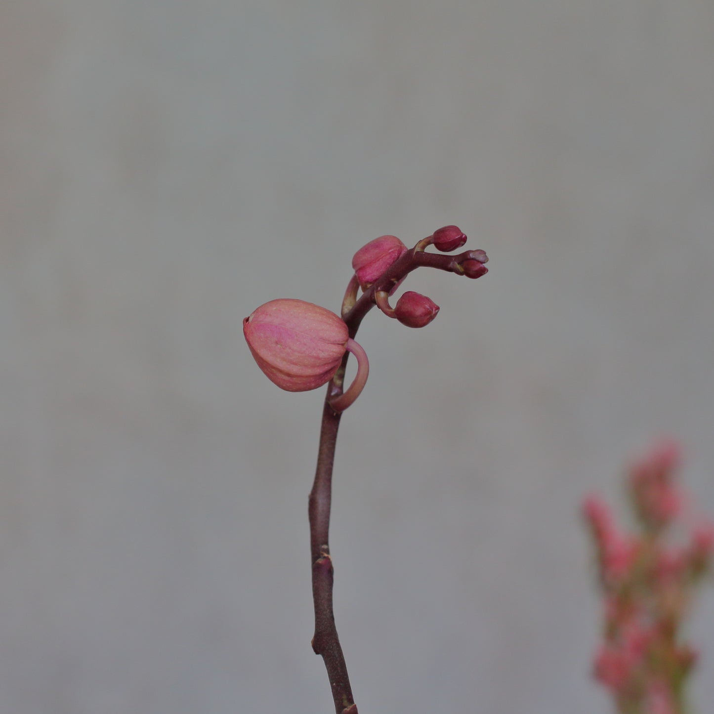 Phalaenopsis e Tillandsia Argentea