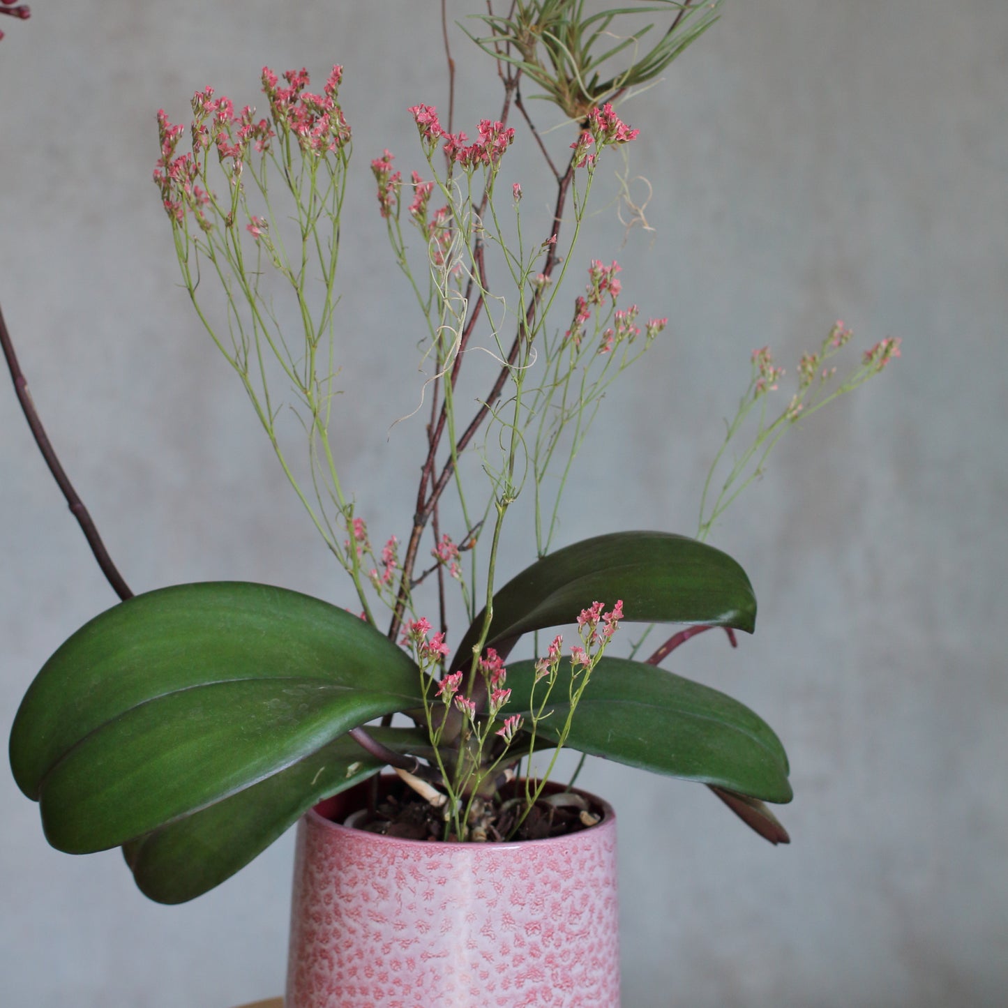 Phalaenopsis e Tillandsia Argentea