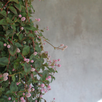 Polygonum capitatum