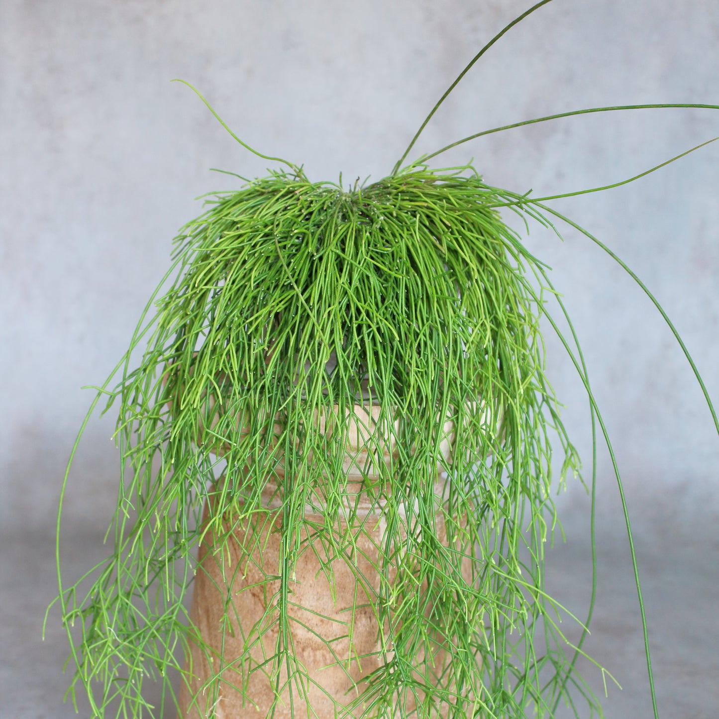 Rhipsalis baccifera