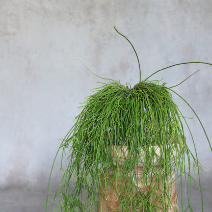 Rhipsalis baccifera