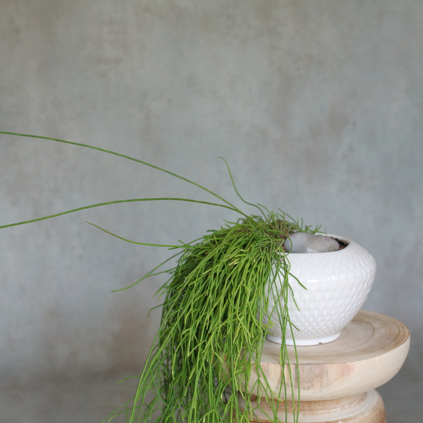 Rhipsalis baccifera