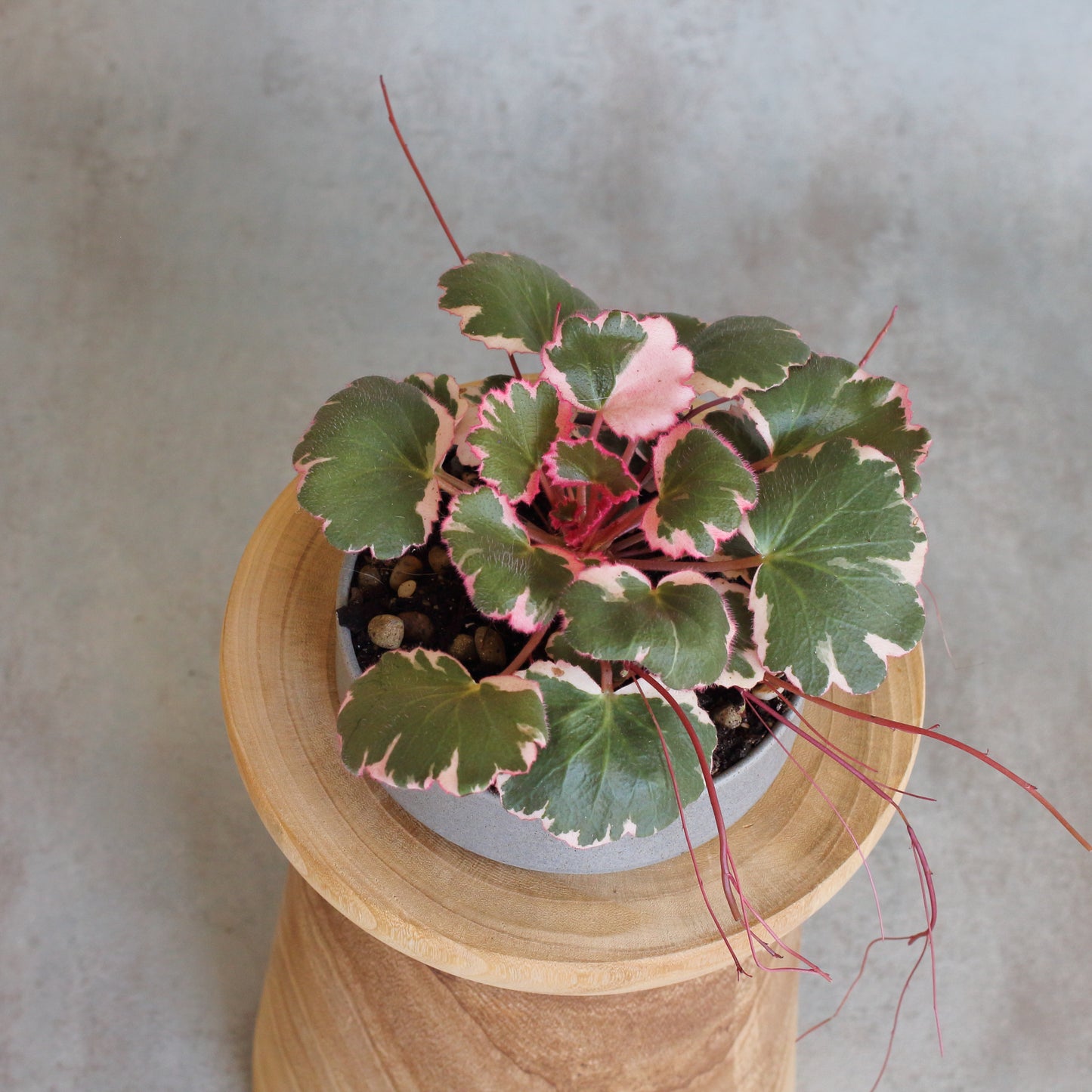 Pink Saxifraga