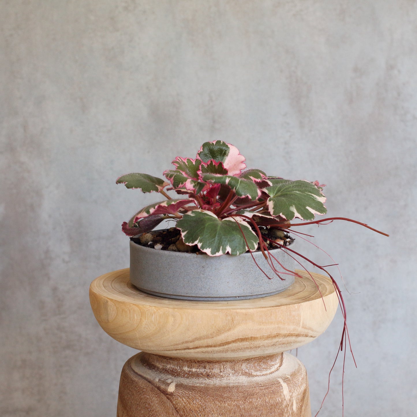 Pink Saxifraga