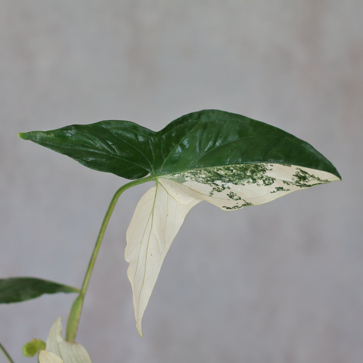 Syngonium albo variegata