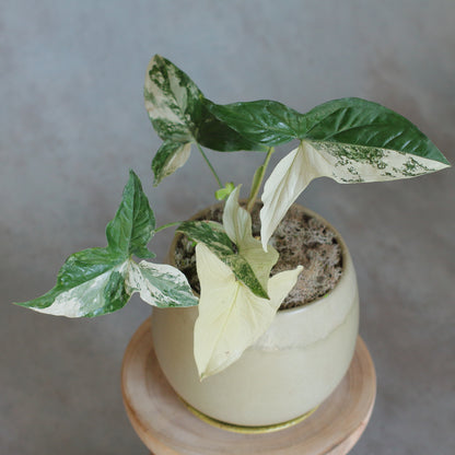 Syngonium albo variegata