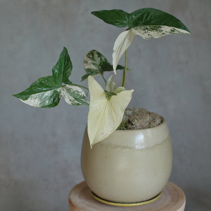 Syngonium albo variegata