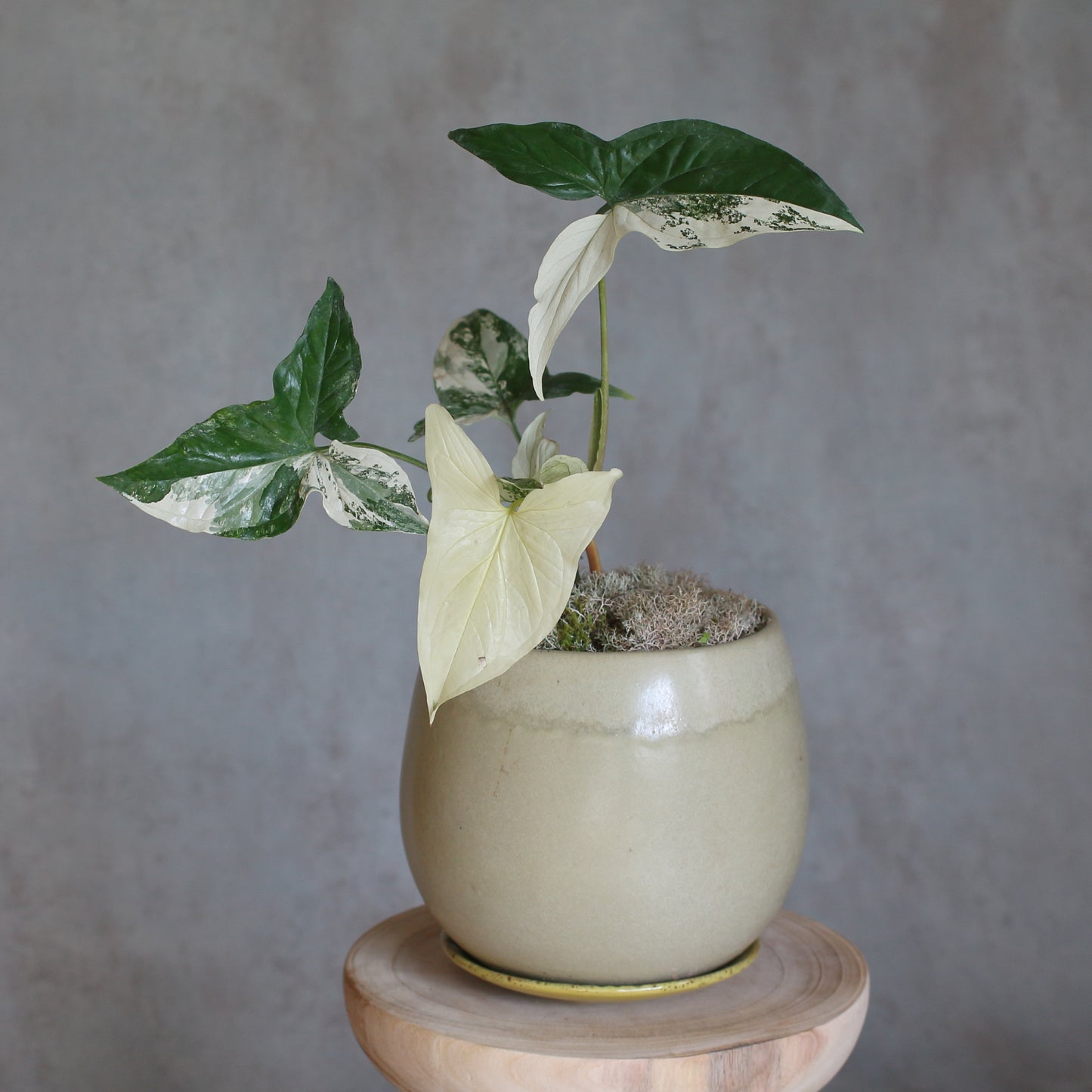 Syngonium albo variegata