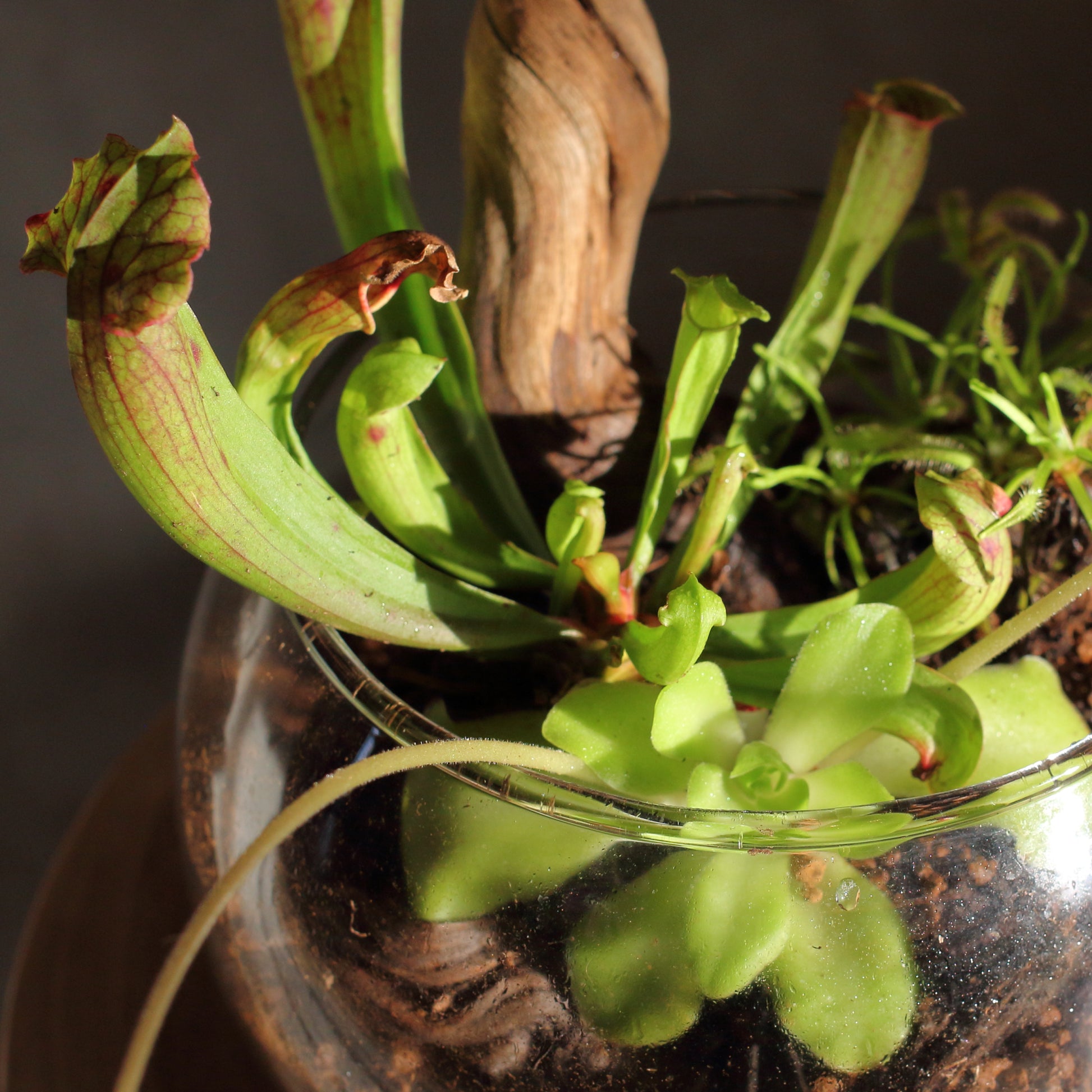 indoor carnivorous plant terrarium Carnivore Terrarium – ATELIER BOTÂNICO ANA OLIVEIRA