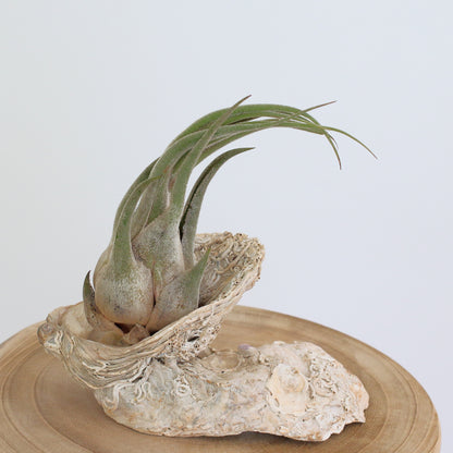 Tillandsia seleriana