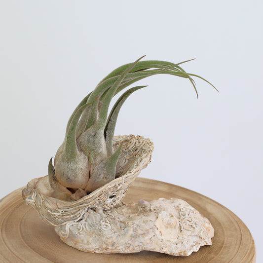 Tillandsia seleriana