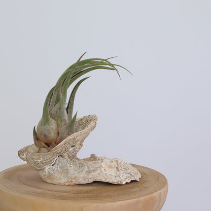 Tillandsia seleriana