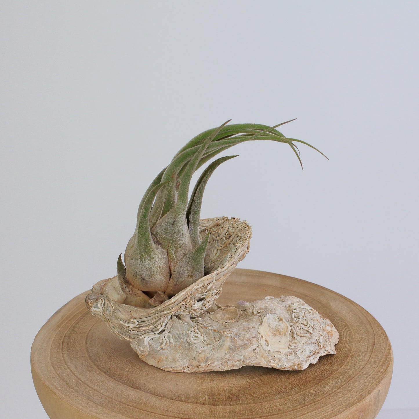 Tillandsia seleriana