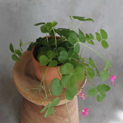 Oxalis 'Amarantha'