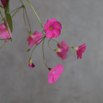 Oxalis 'Amarantha'